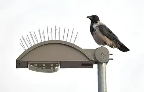 Superior Netting's Anti Bird Spikes in Bangalore